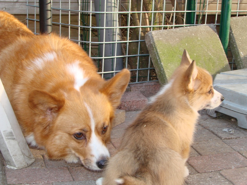 Puppies